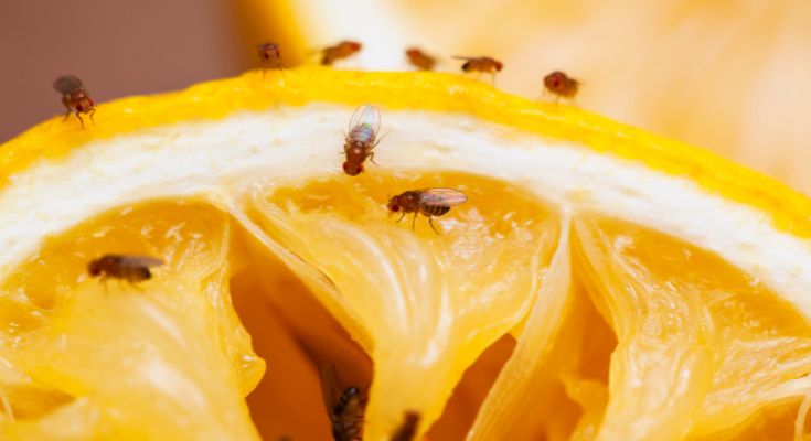 How to Get Rid of Fruit Flies Fast - rootsandknuckles.com in 2023